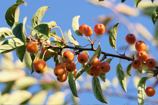 Obsthof Cordes - Fruchtfoto Zierapfel
